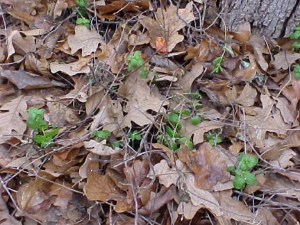 Mint in winter